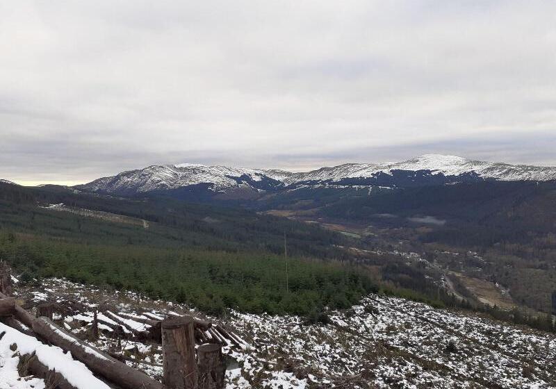 Отель The White Stag