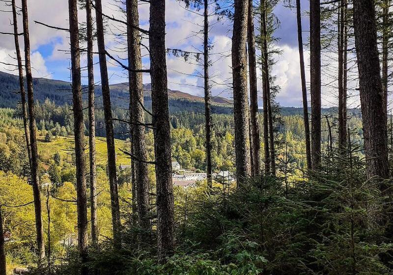 Отель The White Stag