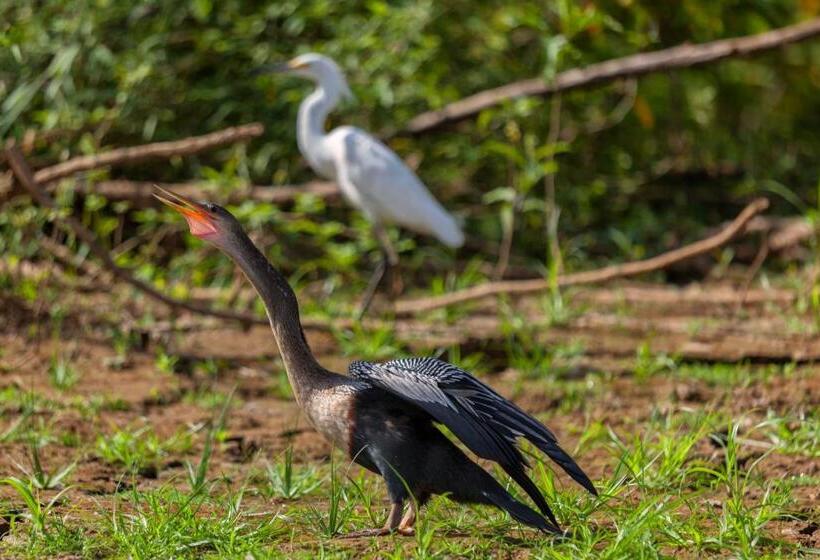 בית מלון כפרי Natural Lodge Cano Negro