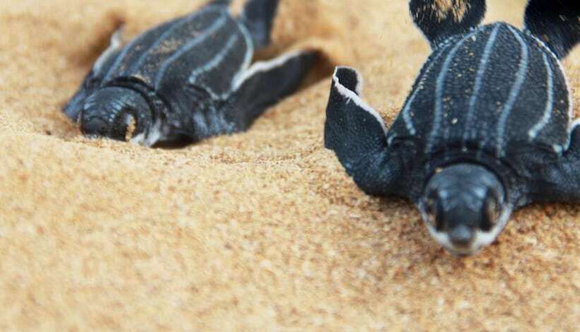 هتل Tropical Suites