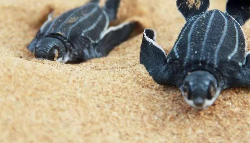 هتل Tropical Suites