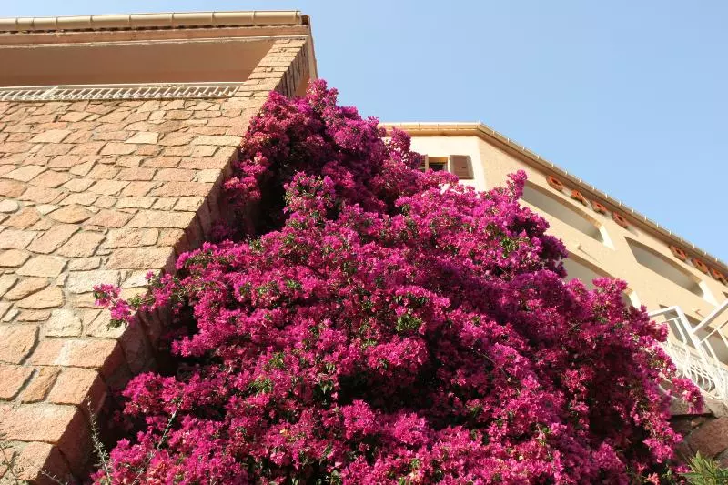 Отель Capo D Orto Porto Corse