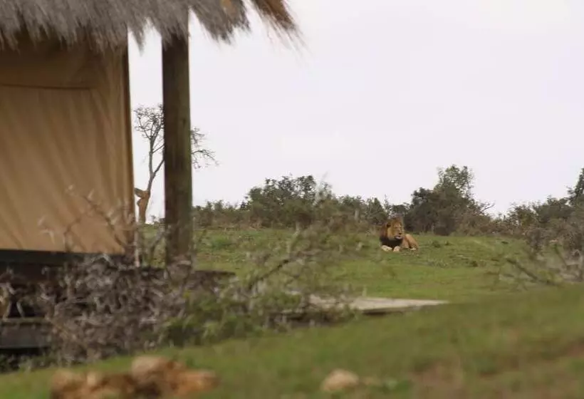 Hotel Gorah Elephant Camp