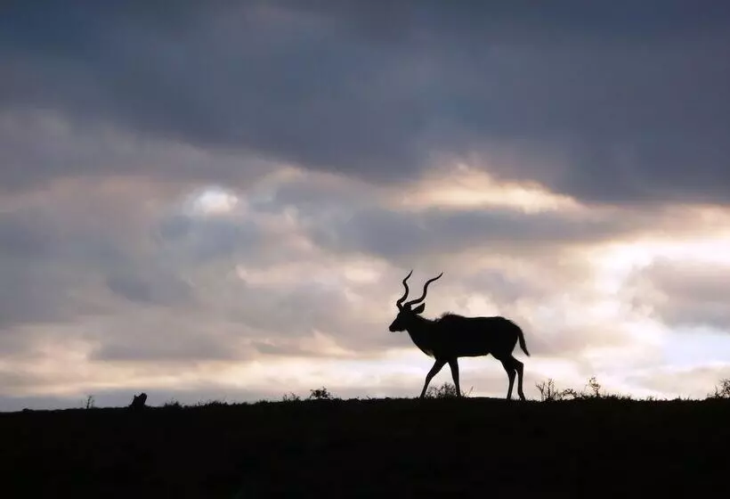 Hotel Gorah Elephant Camp