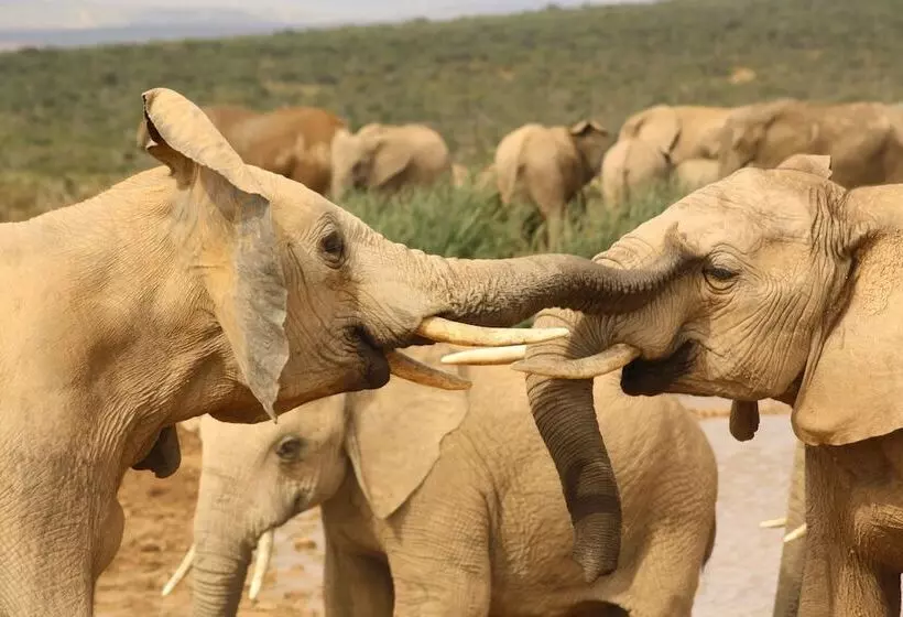 Hotel Gorah Elephant Camp