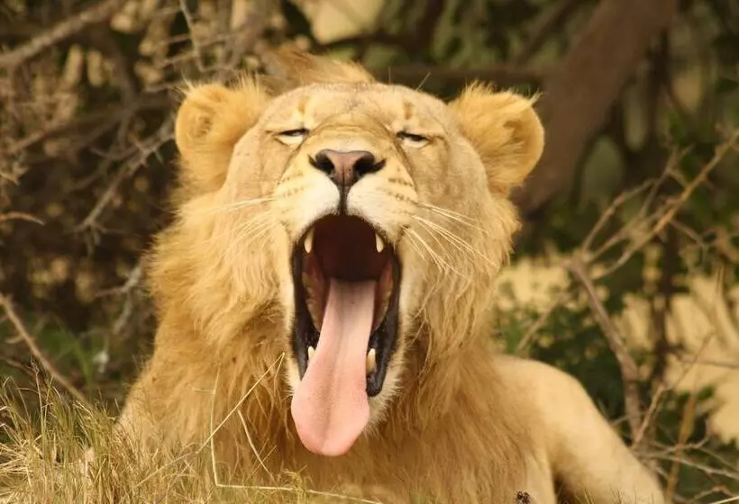 Hotel Gorah Elephant Camp