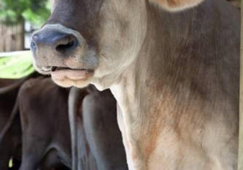 בית מלון כפרי Fazenda Suica Le Canton