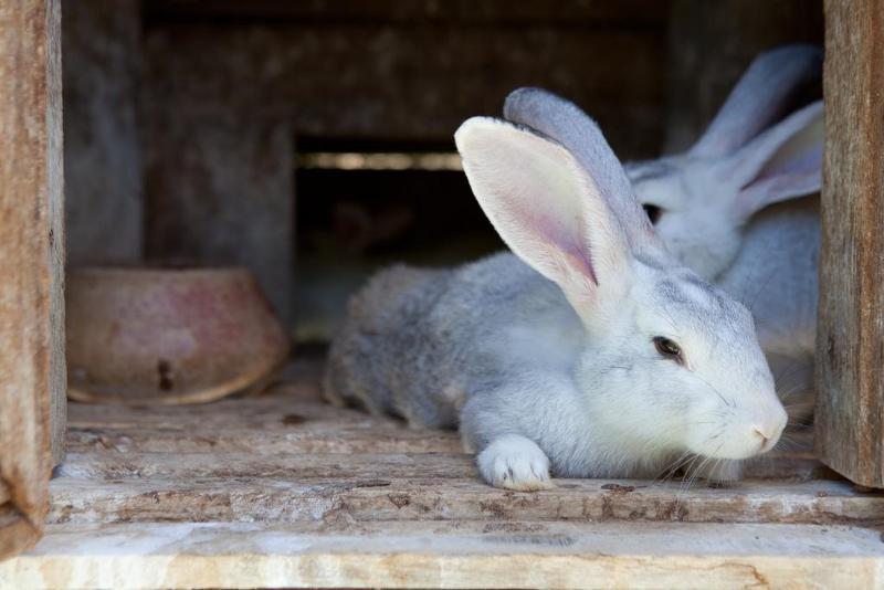 בית מלון כפרי Fazenda Suica Le Canton