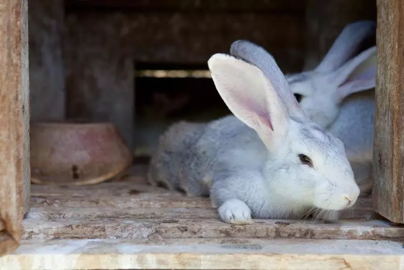 ホテル Fazenda Suica Le Canton