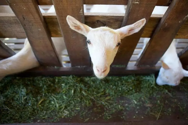 ホテル Fazenda Suica Le Canton