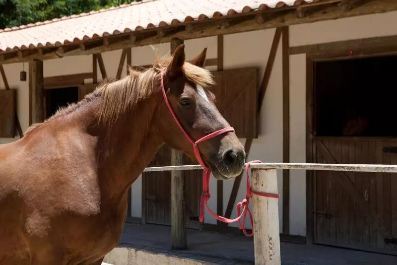 ホテル Fazenda Suica Le Canton