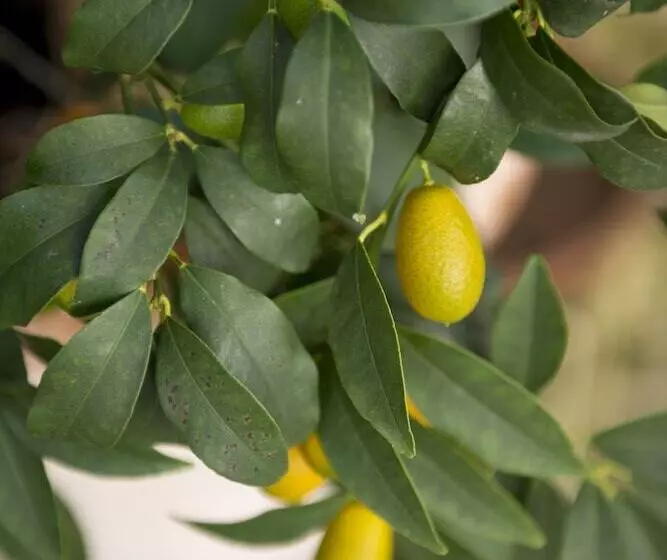 호텔 Sant Angelo   Le Residenze