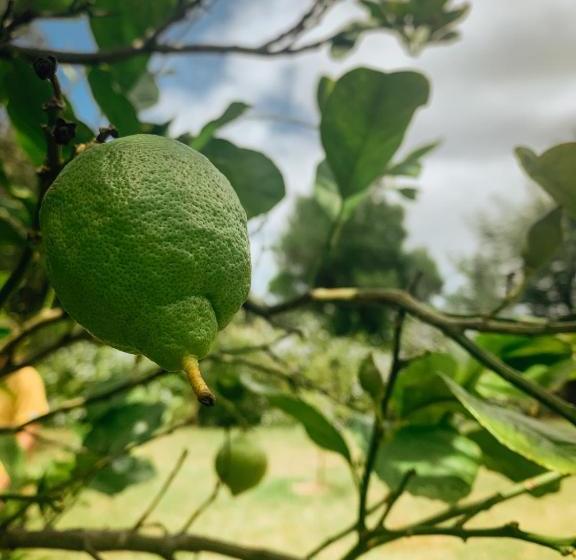 צימר Cálido Bungalow 1  La Locanda Casitas Vivas