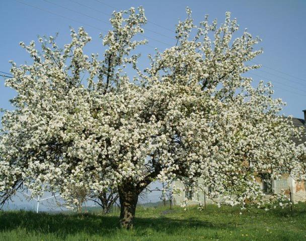 בית מלון כפרי Spezialitätenhof Familie Eichmann