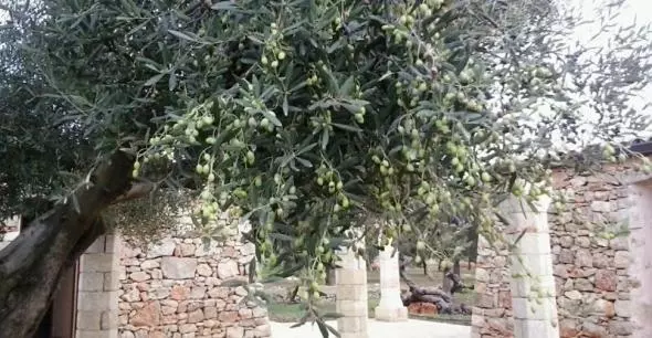 هتل Tenuta Serre