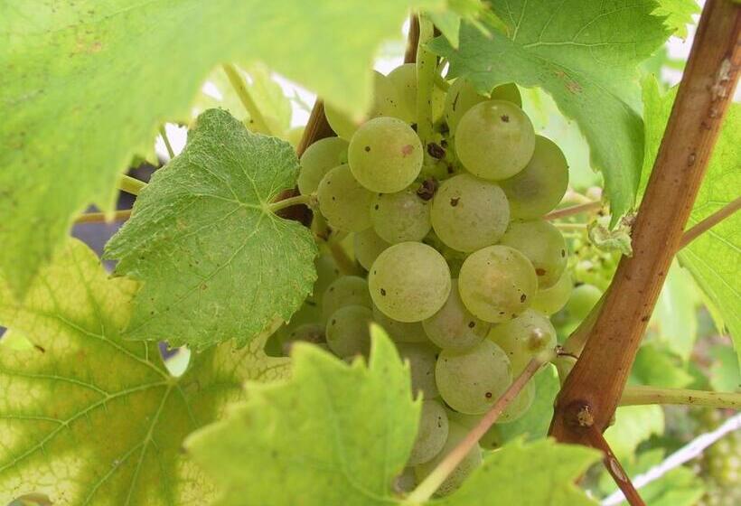 Отель Weinlandhof