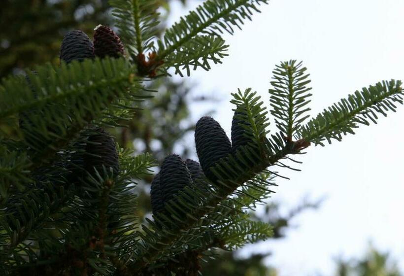 Pension A Restaurant Vesna české švýcarsko