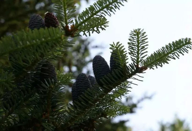 Pension A Restaurant Vesna   české švýcarsko