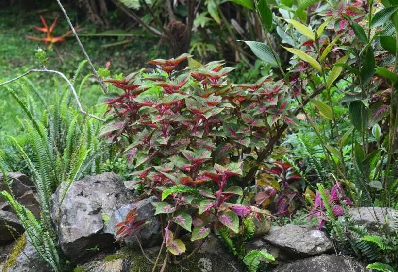 בית מלון כפרי Claro De Luna