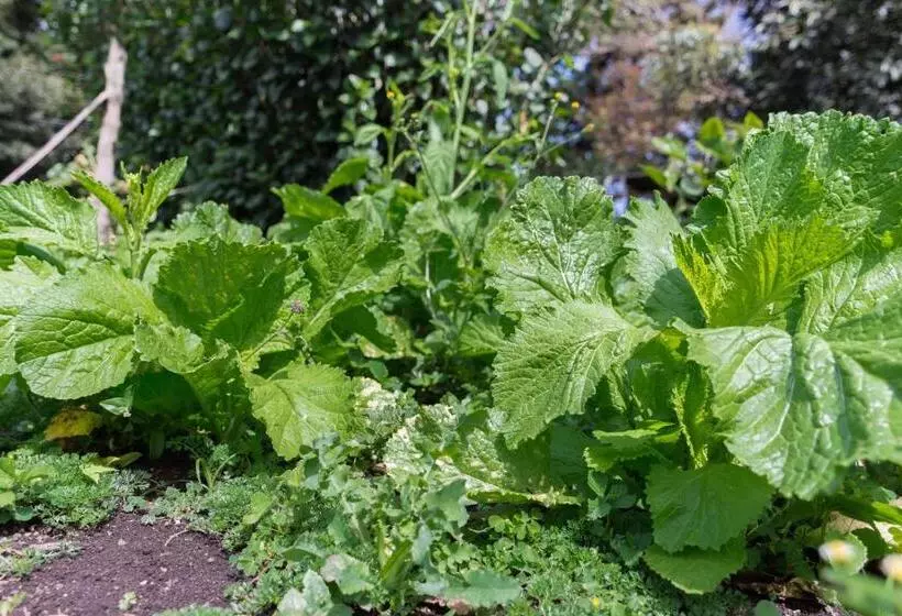 בית מלון כפרי Claro De Luna