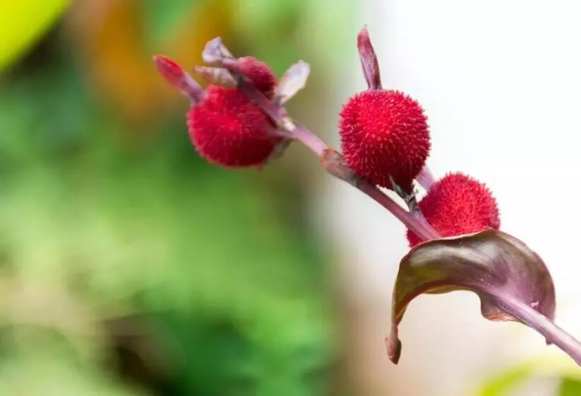 בית מלון כפרי Claro De Luna