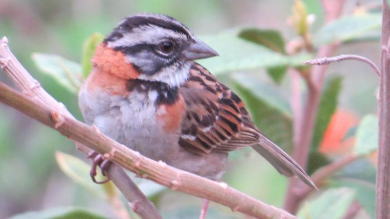 בית מלון כפרי Rinconcito Verde