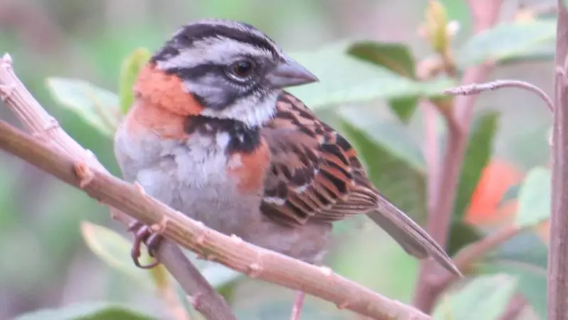 Hotelli Rinconcito Verde