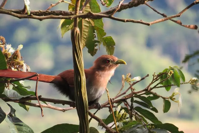 Hotelli Rinconcito Verde