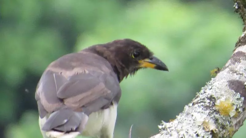 Hotelli Rinconcito Verde