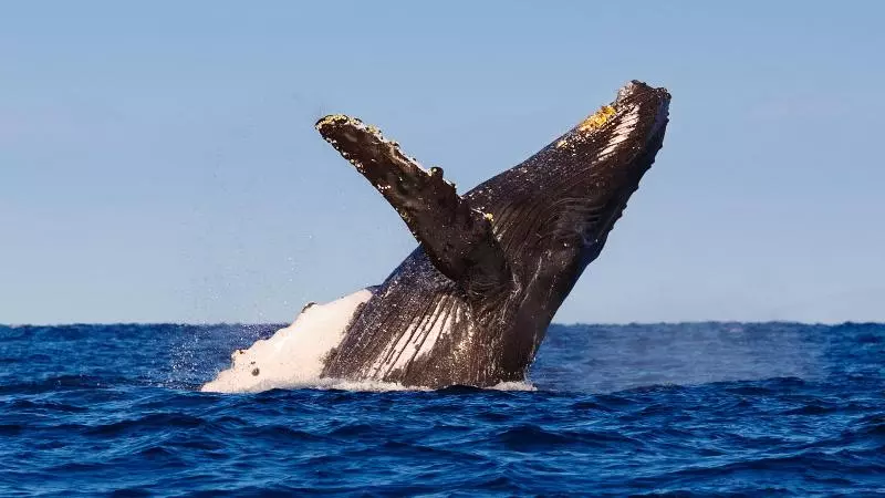 Holiday Inn Express Hotel & Suites Carlsbad Beach, An Ihg