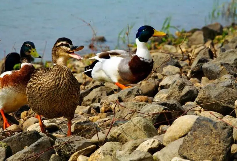 Fletcher Hotel Restaurant Rooland