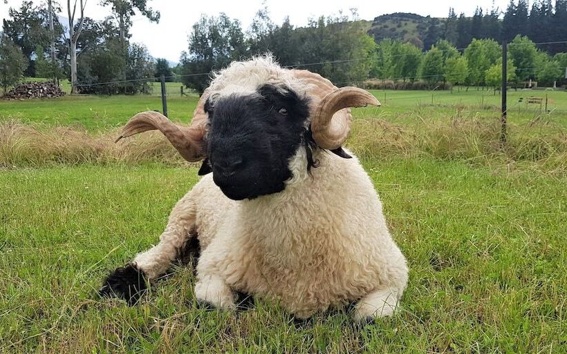 בית מלון כפרי Maple Lodge