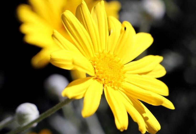 هتل Agriturismo Un Mare Di Fiori