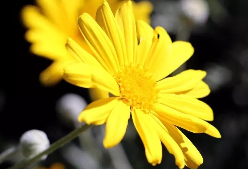 ホテル Agriturismo Un Mare Di Fiori