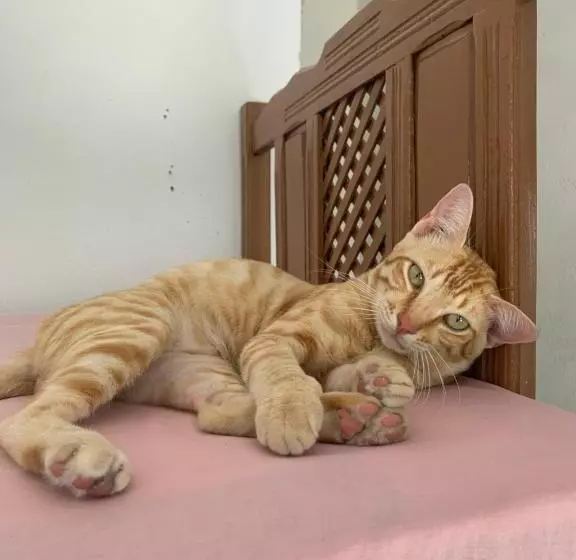 ペンション Hostel Flor Da Vida