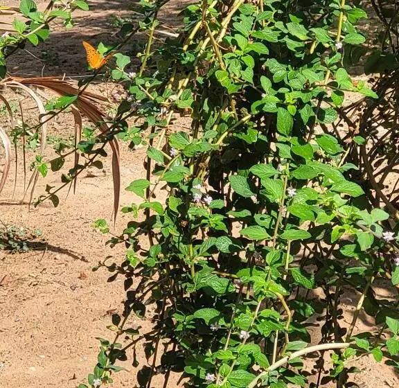 ペンション Hostel Flor Da Vida