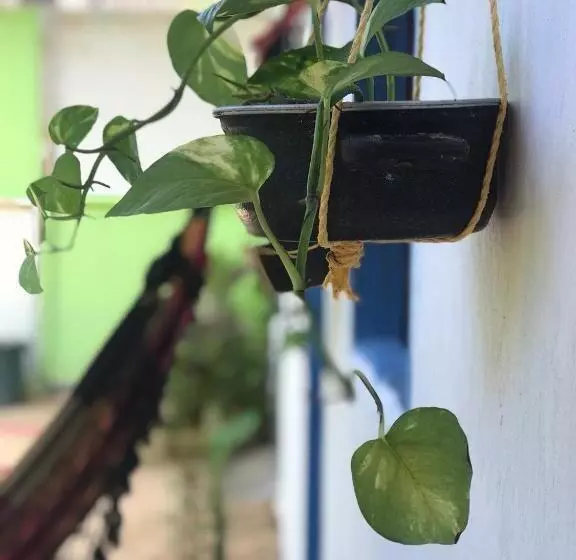 ペンション Hostel Flor Da Vida