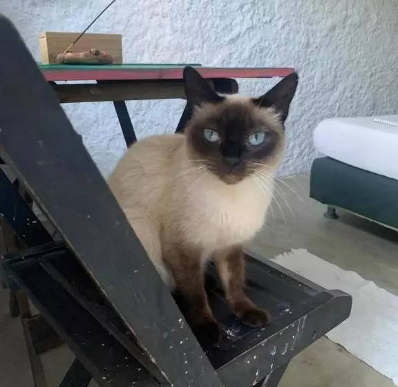 ペンション Hostel Flor Da Vida