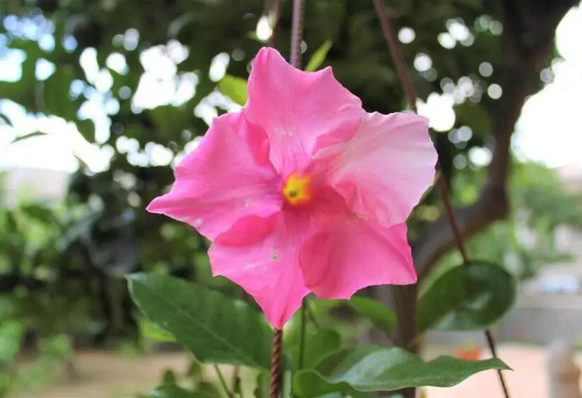 تختخواب و صبحانه Il Giardino Degli Aranci