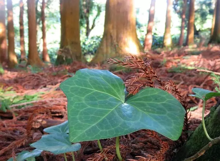 Hôtel Cabanas Da Viscondessa