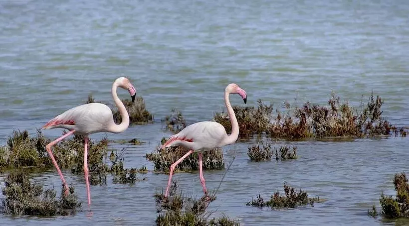 هتل La Sultana Oualidia