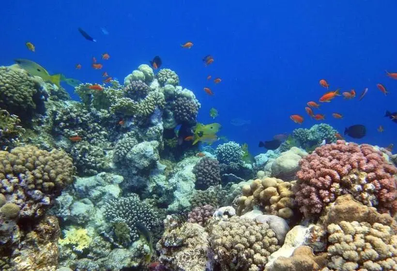 酒店 Swisstouches Resort & Spa Marsa Alam