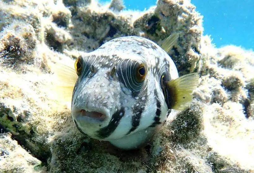 酒店 Swisstouches Resort & Spa Marsa Alam