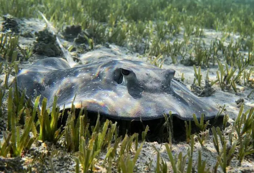 酒店 Swisstouches Resort & Spa Marsa Alam