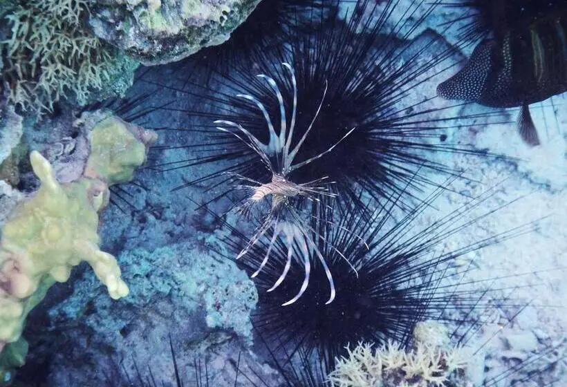 酒店 Swisstouches Resort & Spa Marsa Alam