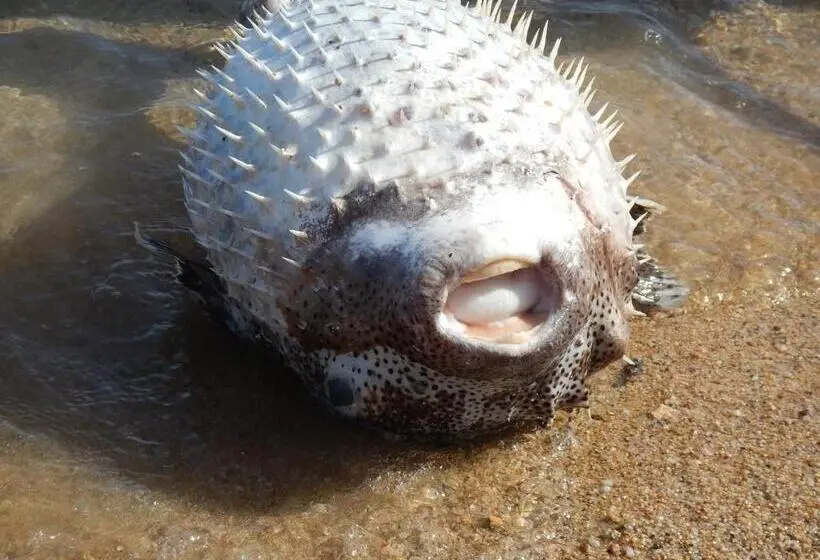 酒店 Swisstouches Resort & Spa Marsa Alam