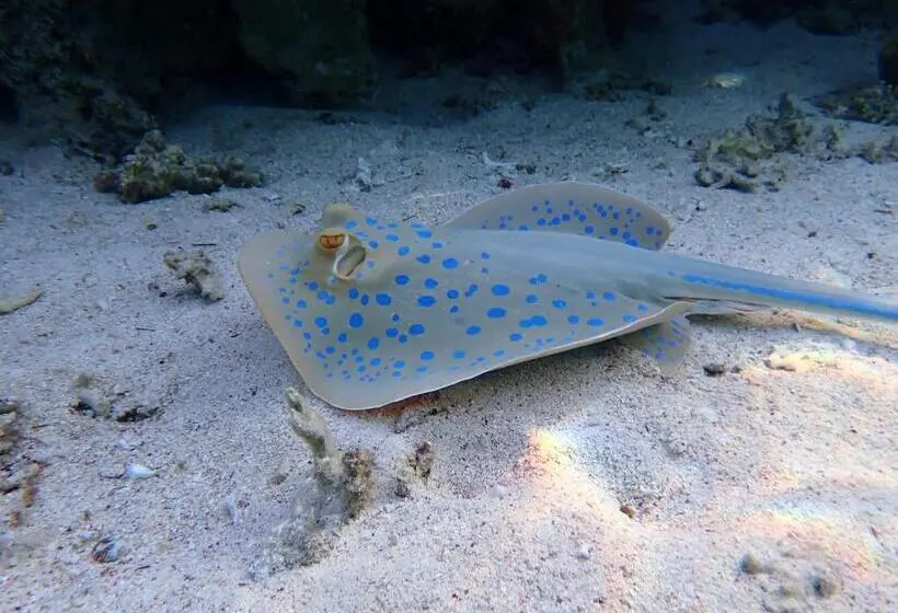 酒店 Swisstouches Resort & Spa Marsa Alam