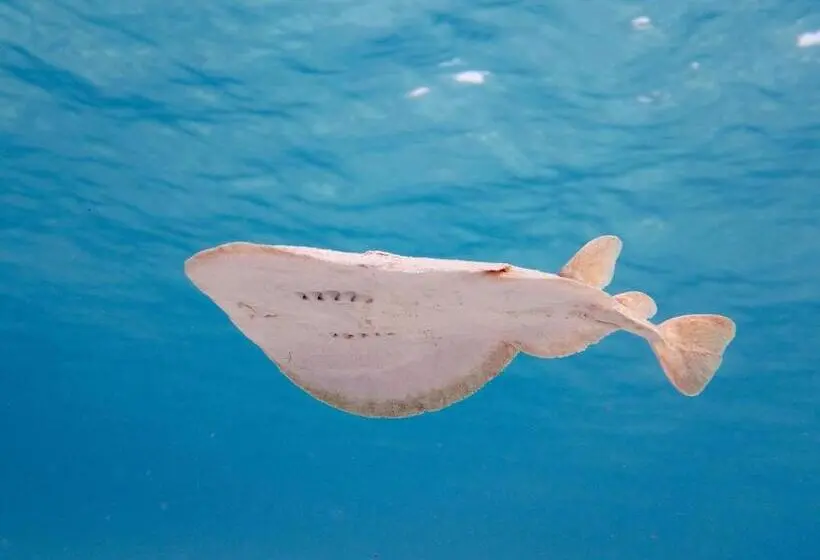 酒店 Swisstouches Resort & Spa Marsa Alam