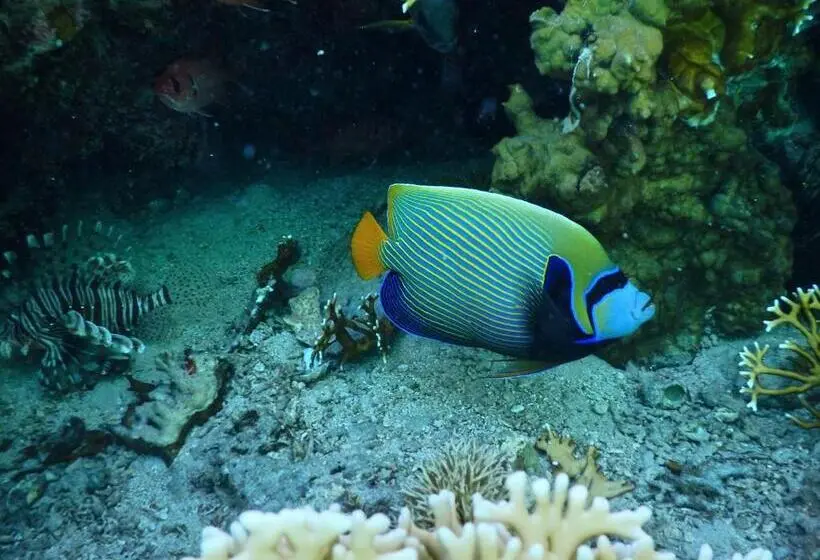 酒店 Swisstouches Resort & Spa Marsa Alam