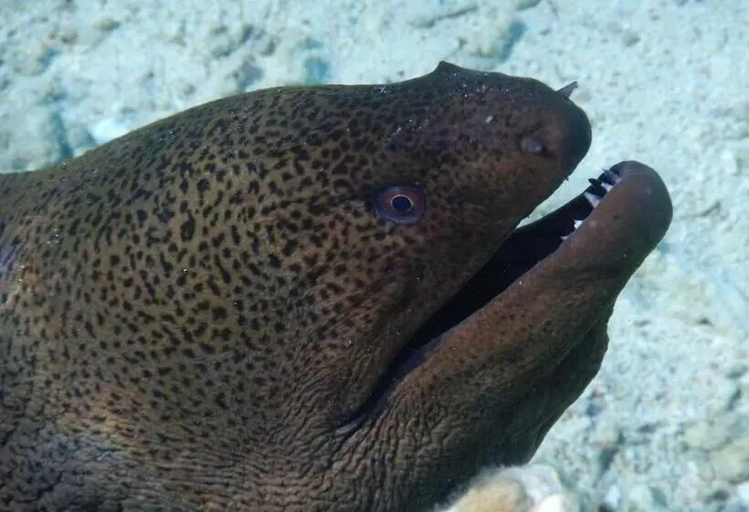 酒店 Swisstouches Resort & Spa Marsa Alam